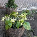 вазоны фотогалерея Харьков28